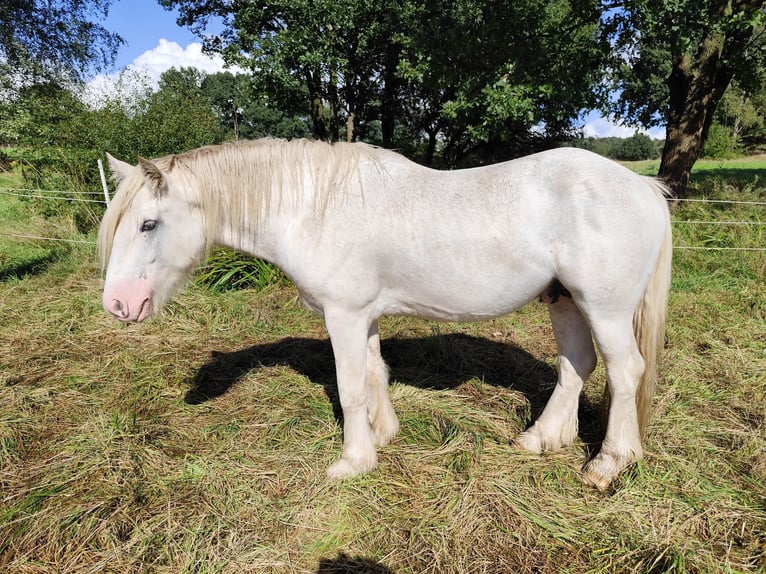 Cob Irlandese / Tinker / Gypsy Vanner Stallone 3 Anni 145 cm Sabino in Hanstedt