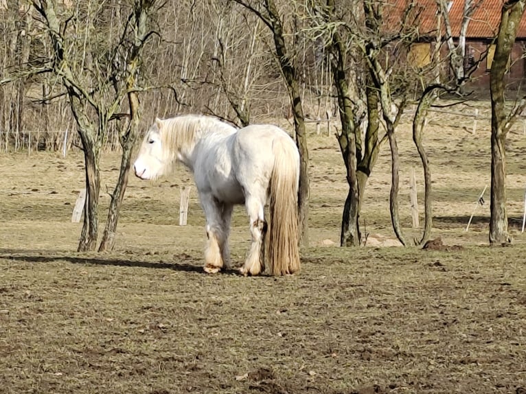 Cob Irlandese / Tinker / Gypsy Vanner Stallone 3 Anni 145 cm Sabino in Hanstedt