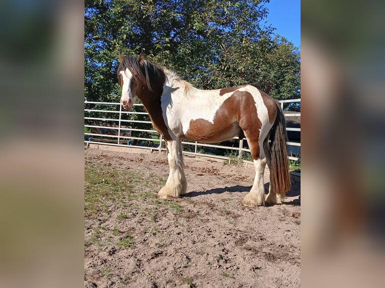 Cob Irlandese / Tinker / Gypsy Vanner Mix Stallone 3 Anni 160 cm Baio in Klecza Wleń