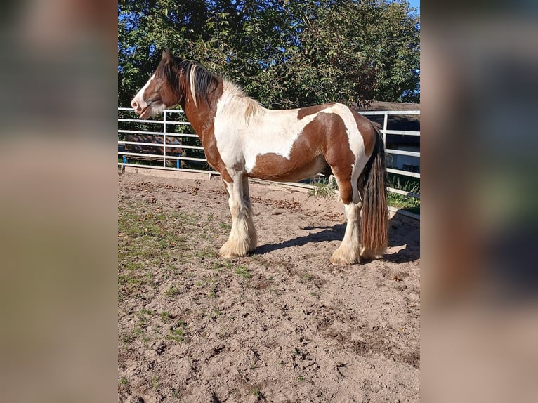 Cob Irlandese / Tinker / Gypsy Vanner Mix Stallone 3 Anni 160 cm Baio in Klecza Wleń