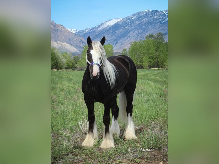Cob Irlandese / Tinker / Gypsy Vanner Stallone 4 Anni 147 cm in Cody, WY