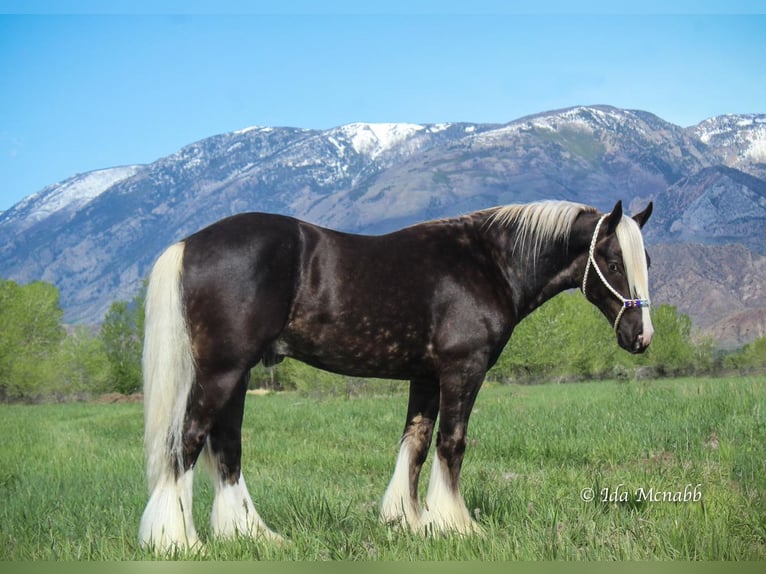 Cob Irlandese / Tinker / Gypsy Vanner Stallone 4 Anni 147 cm in Cody, WY
