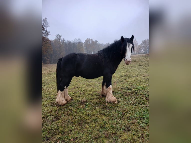 Cob Irlandese / Tinker / Gypsy Vanner Stallone 4 Anni 147 cm Sabino in Wlen