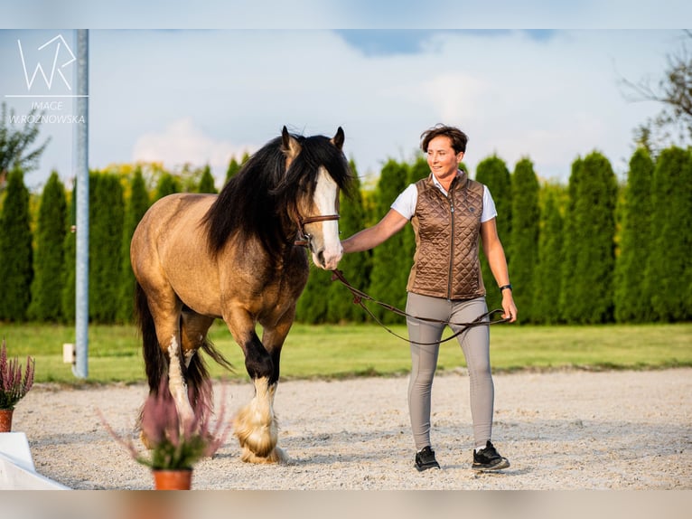 Cob Irlandese / Tinker / Gypsy Vanner Stallone 4 Anni 148 cm Pelle di daino in Radzionków