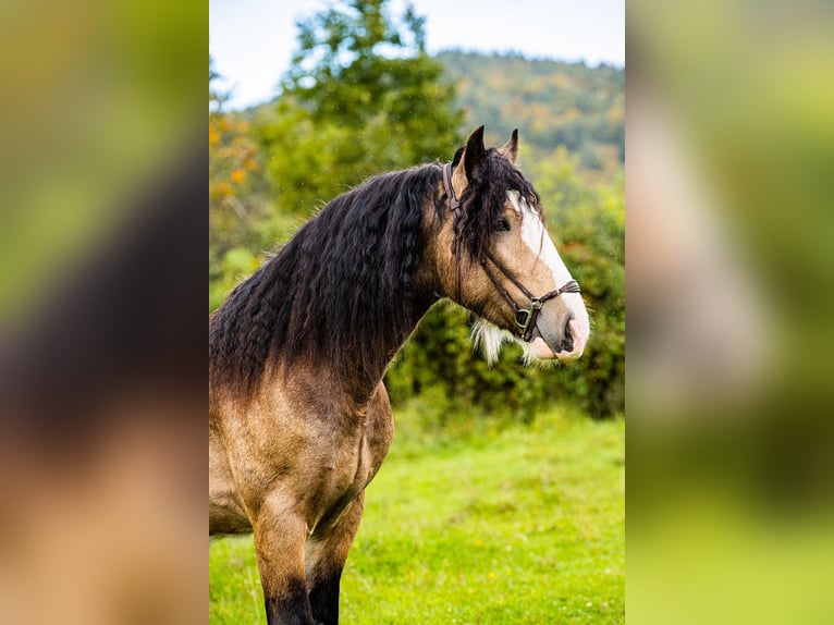 Cob Irlandese / Tinker / Gypsy Vanner Stallone 4 Anni 148 cm Pelle di daino in Radzionków