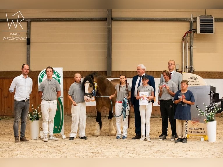 Cob Irlandese / Tinker / Gypsy Vanner Stallone 4 Anni 148 cm Pelle di daino in Radzionków