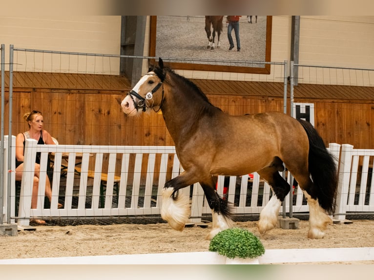 Cob Irlandese / Tinker / Gypsy Vanner Stallone 4 Anni 148 cm Pelle di daino in Radzionków