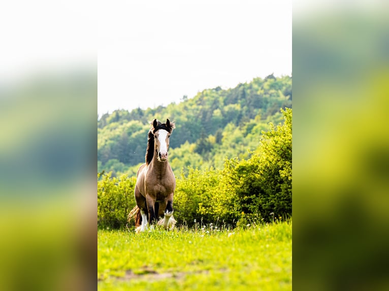 Cob Irlandese / Tinker / Gypsy Vanner Stallone 4 Anni 148 cm Pelle di daino in Radzionków