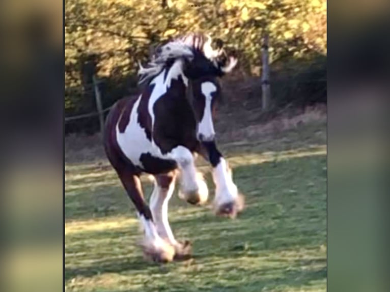 Cob Irlandese / Tinker / Gypsy Vanner Stallone 4 Anni 148 cm Tobiano-tutti i colori in Luchapt