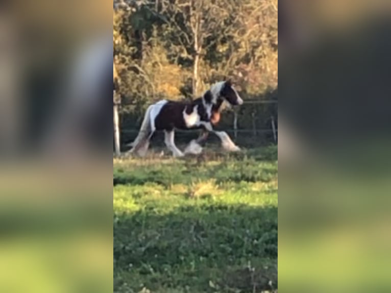 Cob Irlandese / Tinker / Gypsy Vanner Stallone 4 Anni 148 cm Tobiano-tutti i colori in Luchapt