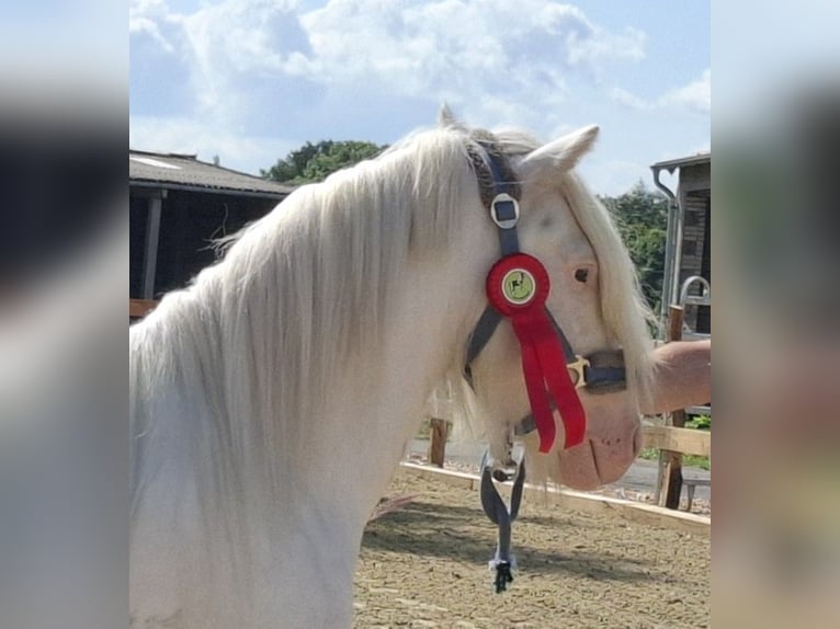 Cob Irlandese / Tinker / Gypsy Vanner Stallone 5 Anni 134 cm Sabino in Bergen