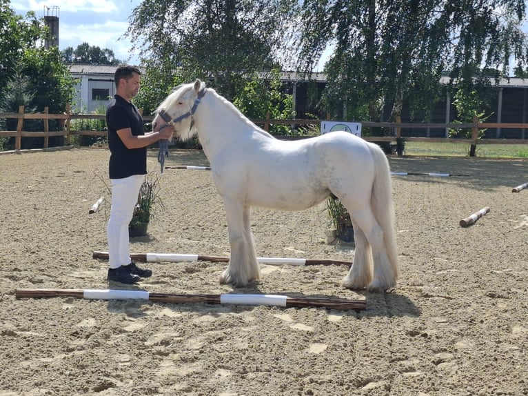 Cob Irlandese / Tinker / Gypsy Vanner Stallone 5 Anni 134 cm Sabino in Bergen