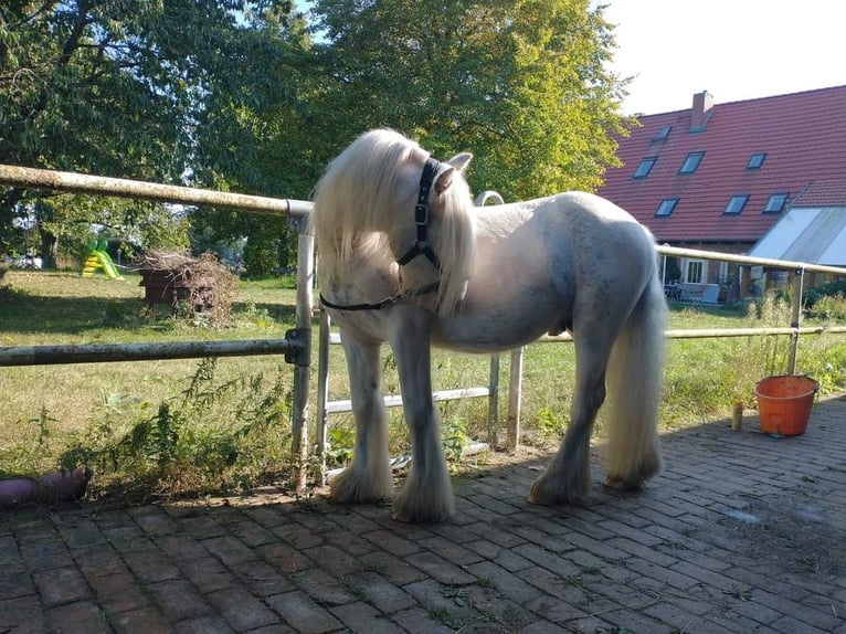 Cob Irlandese / Tinker / Gypsy Vanner Stallone 5 Anni 134 cm Sabino in Bergen