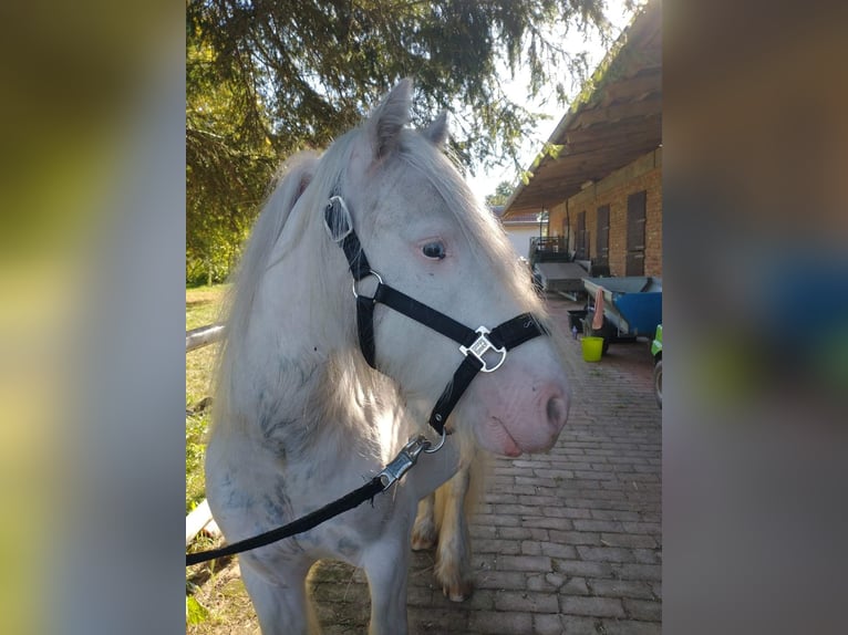 Cob Irlandese / Tinker / Gypsy Vanner Stallone 5 Anni 134 cm Sabino in Bergen