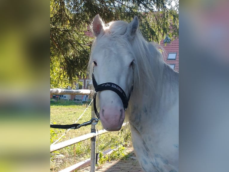 Cob Irlandese / Tinker / Gypsy Vanner Stallone 5 Anni 134 cm Sabino in Bergen