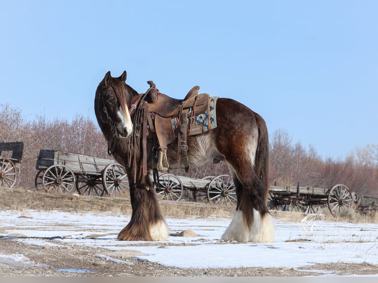 Cob Irlandese / Tinker / Gypsy Vanner Stallone 5 Anni 142 cm Pelle di daino in Cody