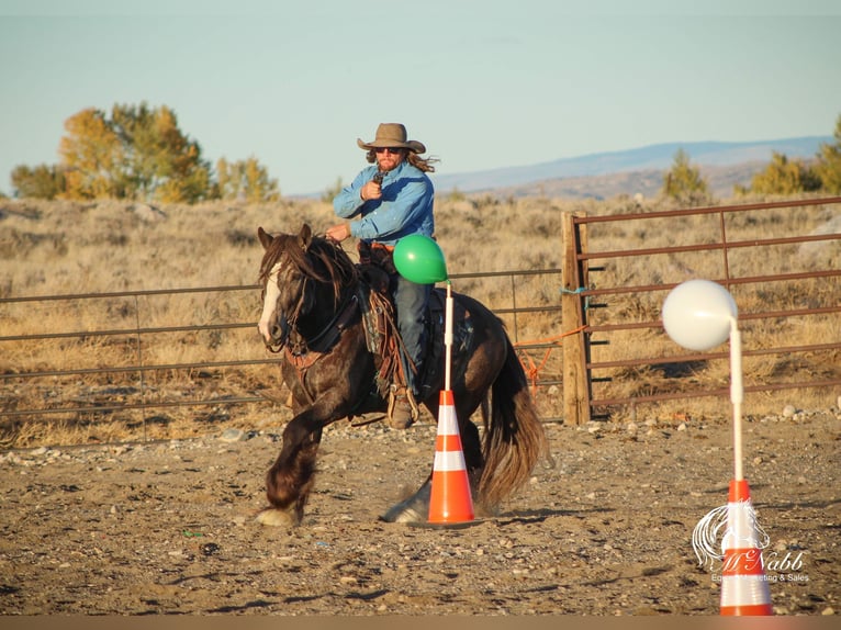 Cob Irlandese / Tinker / Gypsy Vanner Stallone 5 Anni 142 cm Pelle di daino in Cody