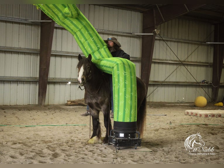 Cob Irlandese / Tinker / Gypsy Vanner Stallone 5 Anni 142 cm Pelle di daino in Cody