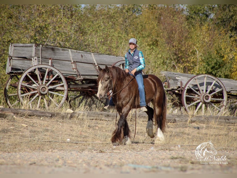 Cob Irlandese / Tinker / Gypsy Vanner Stallone 5 Anni 142 cm Pelle di daino in Cody