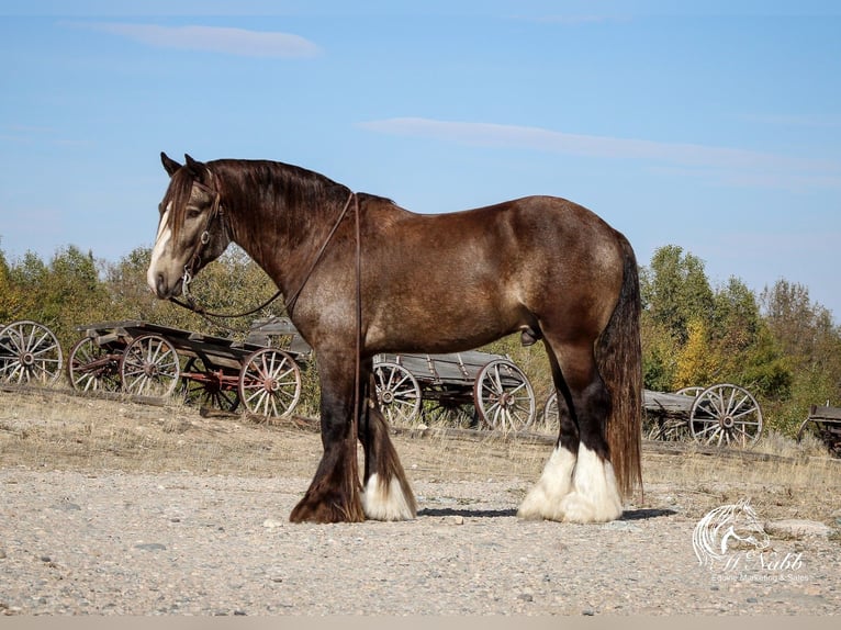 Cob Irlandese / Tinker / Gypsy Vanner Stallone 5 Anni 142 cm Pelle di daino in Cody