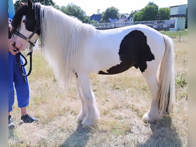 Cob Irlandese / Tinker / Gypsy Vanner Stallone 5 Anni 145 cm Pezzato in Detmold