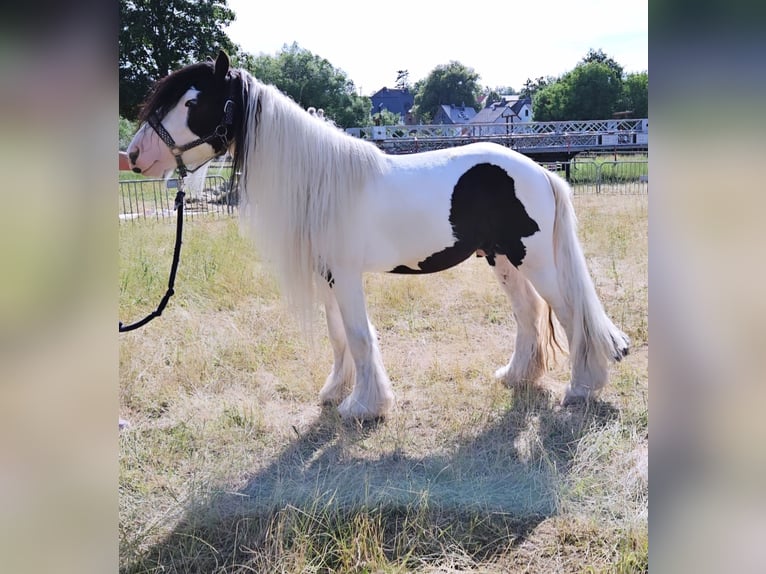 Cob Irlandese / Tinker / Gypsy Vanner Stallone 5 Anni 145 cm Pezzato in Detmold