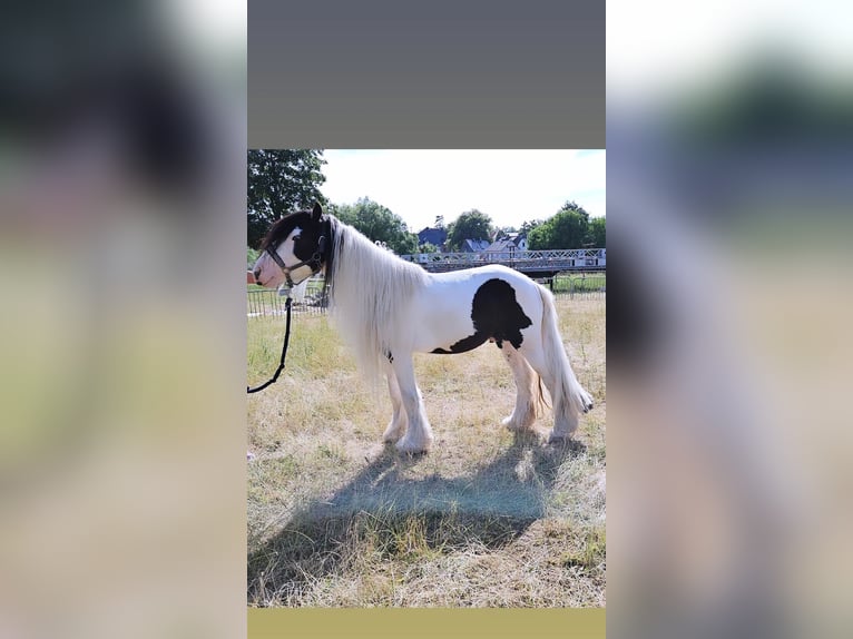 Cob Irlandese / Tinker / Gypsy Vanner Stallone 5 Anni 145 cm Pezzato in Detmold