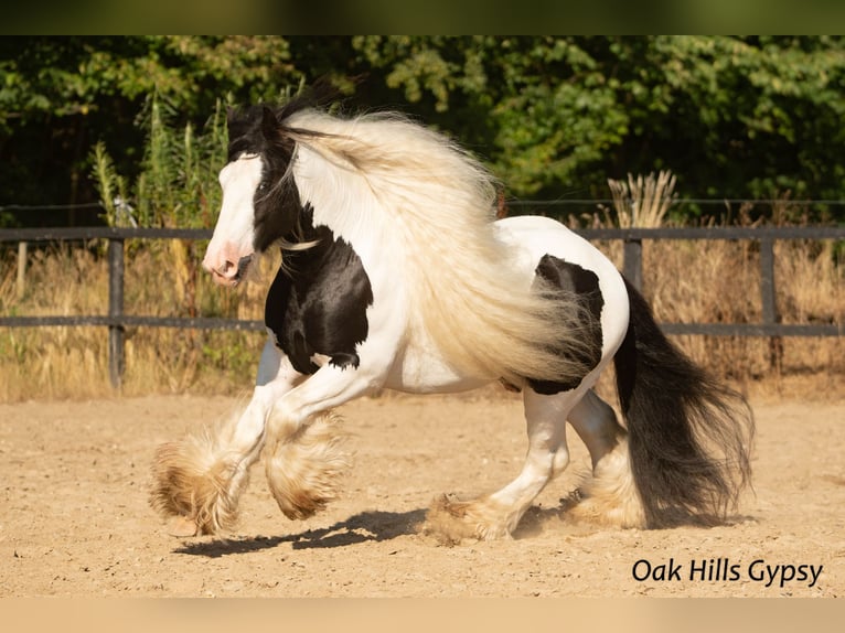 Cob Irlandese / Tinker / Gypsy Vanner Stallone 5 Anni 152 cm Tobiano-tutti i colori in Møldrup