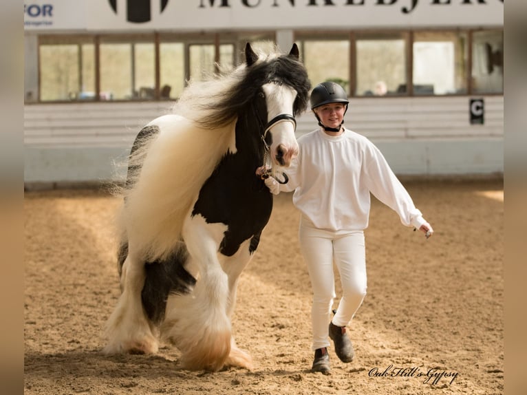 Cob Irlandese / Tinker / Gypsy Vanner Stallone 5 Anni 152 cm Tobiano-tutti i colori in Møldrup