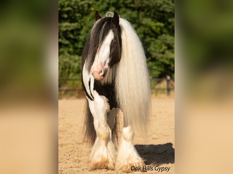 Cob Irlandese / Tinker / Gypsy Vanner Stallone 5 Anni 152 cm Tobiano-tutti i colori in Møldrup