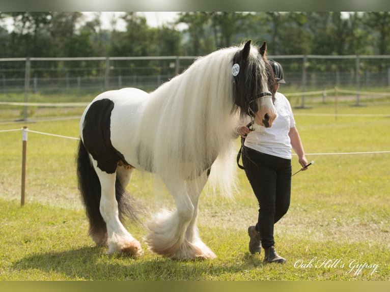 Cob Irlandese / Tinker / Gypsy Vanner Stallone 5 Anni 152 cm Tobiano-tutti i colori in Møldrup