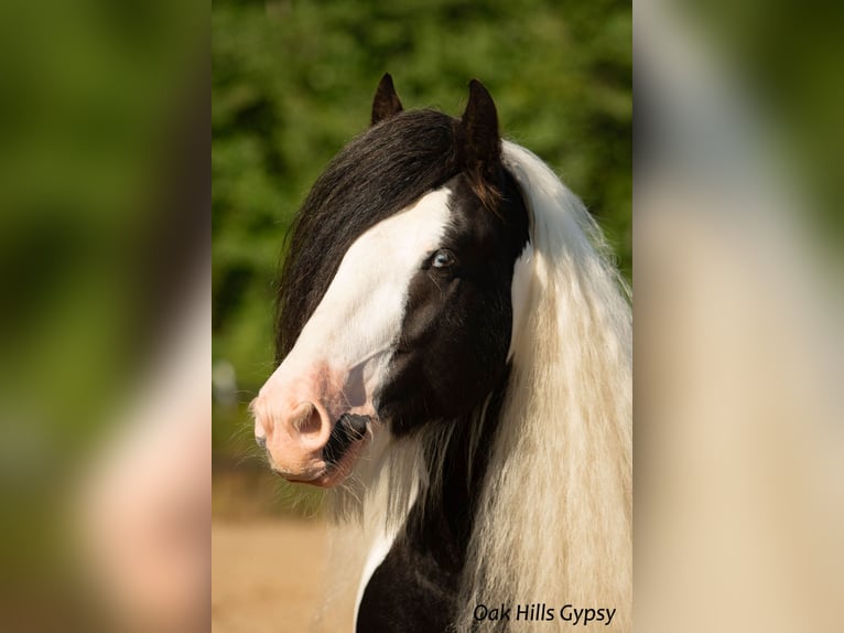 Cob Irlandese / Tinker / Gypsy Vanner Stallone 5 Anni 152 cm Tobiano-tutti i colori in Møldrup