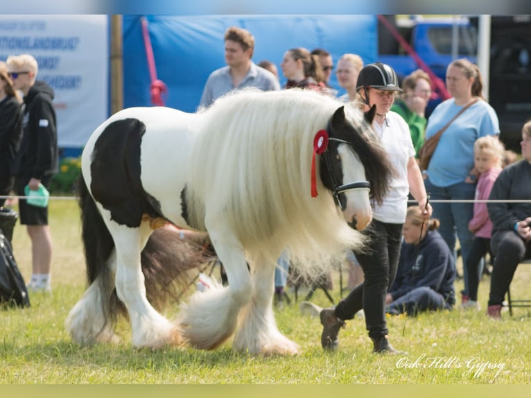 Cob Irlandese / Tinker / Gypsy Vanner Stallone 5 Anni 152 cm Tobiano-tutti i colori in Møldrup