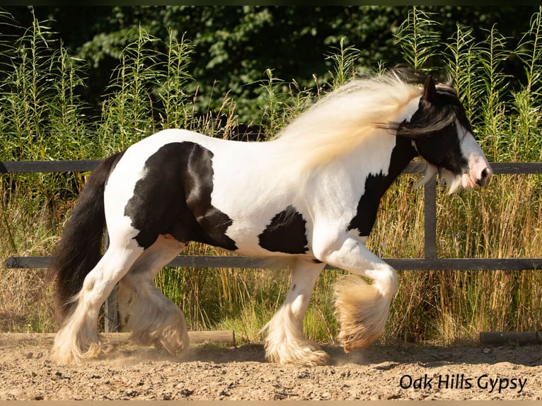 Cob Irlandese / Tinker / Gypsy Vanner Stallone 5 Anni 152 cm Tobiano-tutti i colori in Møldrup