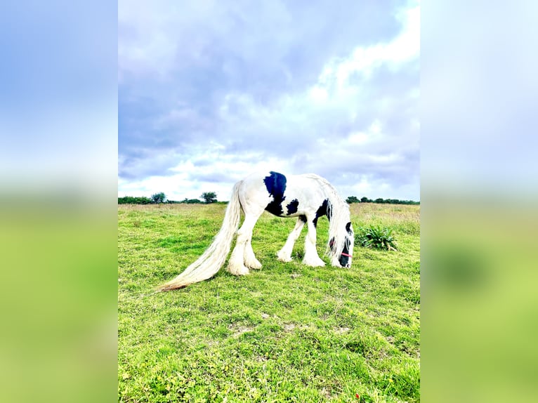 Cob Irlandese / Tinker / Gypsy Vanner Stallone 5 Anni 152 cm Tobiano-tutti i colori in Killarney