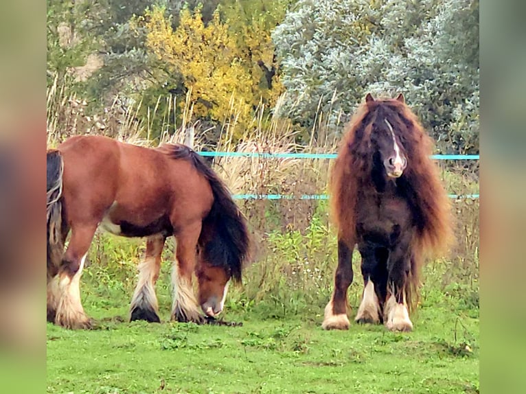 Cob Irlandese / Tinker / Gypsy Vanner Stallone 6 Anni 145 cm Baio nero in Csokvaomány