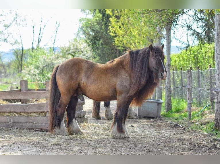 Cob Irlandese / Tinker / Gypsy Vanner Stallone 6 Anni 145 cm Baio nero in Csokvaomány