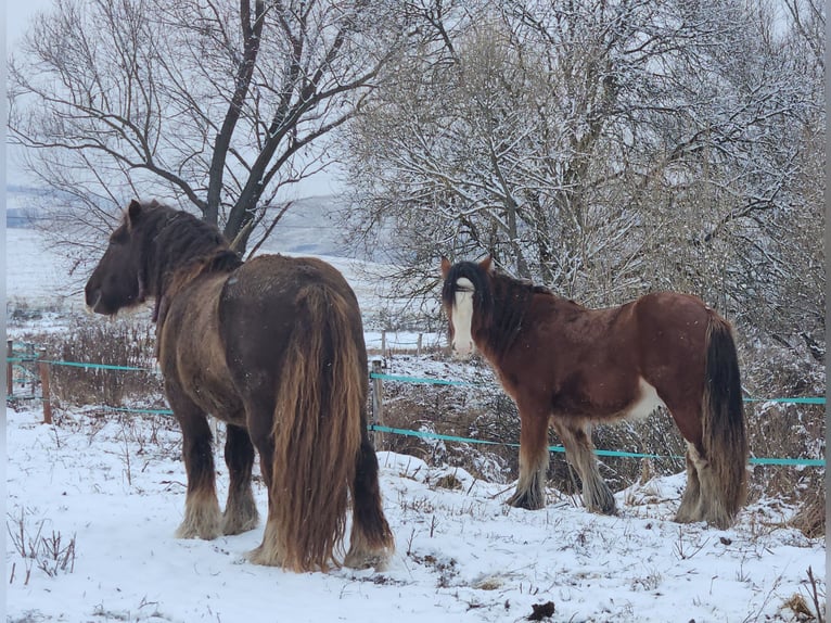 Cob Irlandese / Tinker / Gypsy Vanner Stallone 6 Anni 145 cm Baio nero in Csokvaomány