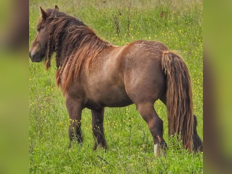 Cob Irlandese / Tinker / Gypsy Vanner Stallone 6 Anni 145 cm Baio nero in Csokvaomány