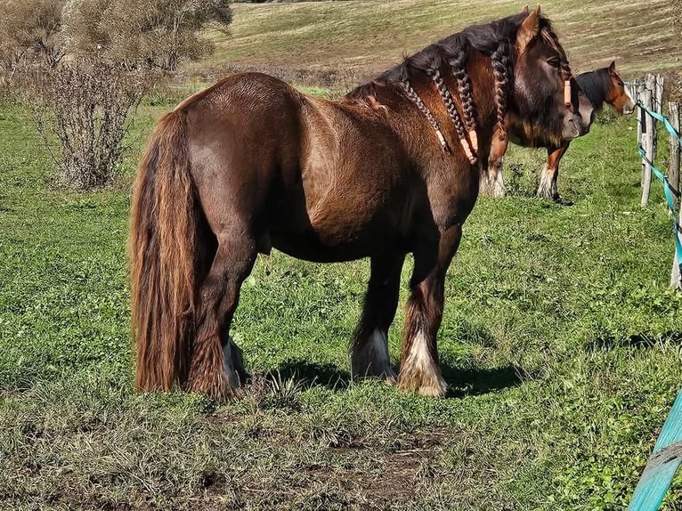 Cob Irlandese / Tinker / Gypsy Vanner Stallone 6 Anni 145 cm Baio nero in Csokvaomány