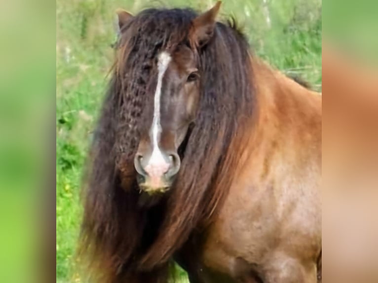 Cob Irlandese / Tinker / Gypsy Vanner Stallone 6 Anni 145 cm Baio nero in Csokvaomány