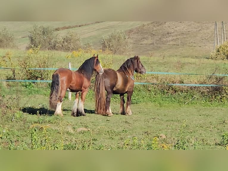 Cob Irlandese / Tinker / Gypsy Vanner Stallone 6 Anni 145 cm Baio nero in Csokvaomány