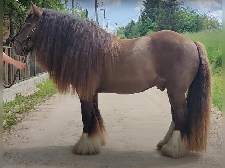 Cob Irlandese / Tinker / Gypsy Vanner Stallone 6 Anni 145 cm Baio nero in Csokvaomány