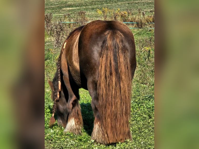 Cob Irlandese / Tinker / Gypsy Vanner Stallone 6 Anni 145 cm Baio nero in Csokvaomány