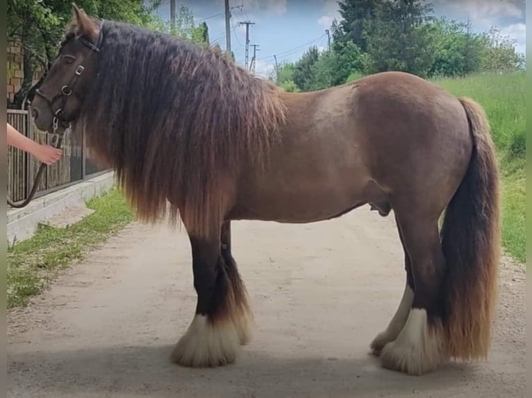 Cob Irlandese / Tinker / Gypsy Vanner Stallone 6 Anni 146 cm Morello in Lille