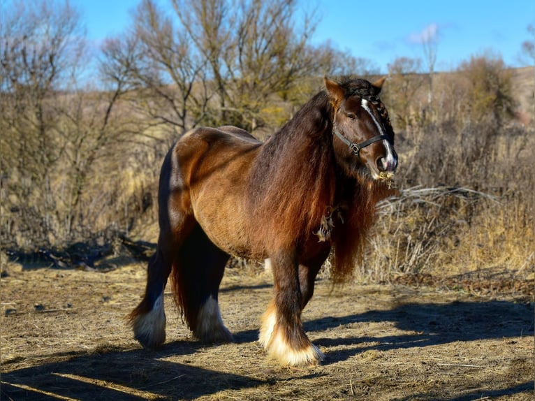 Cob Irlandese / Tinker / Gypsy Vanner Stallone 6 Anni 146 cm Morello in Lille