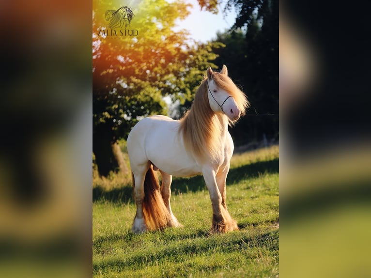 Cob Irlandese / Tinker / Gypsy Vanner Stallone 6 Anni 147 cm Perlino in Bratoszewice