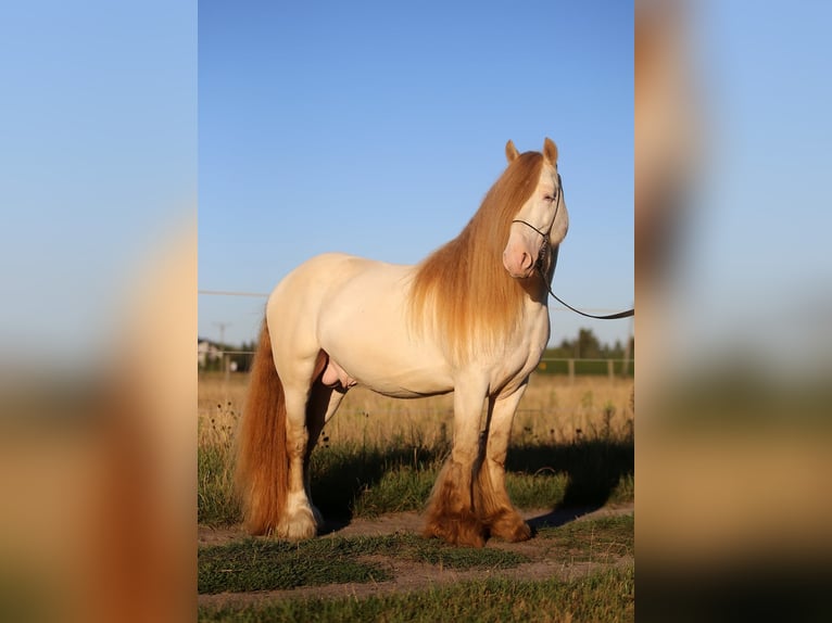 Cob Irlandese / Tinker / Gypsy Vanner Stallone 6 Anni 147 cm Perlino in Bratoszewice