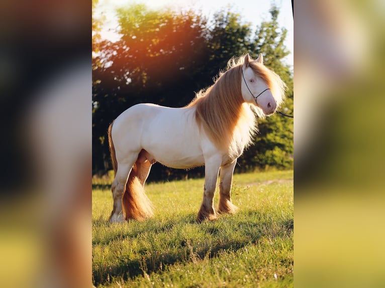 Cob Irlandese / Tinker / Gypsy Vanner Stallone 6 Anni 147 cm Perlino in Bratoszewice