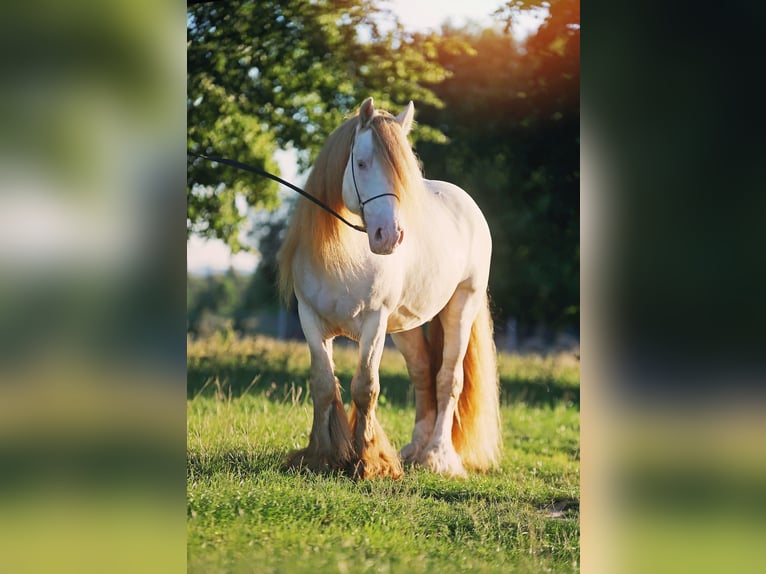 Cob Irlandese / Tinker / Gypsy Vanner Stallone 6 Anni 147 cm Perlino in Bratoszewice